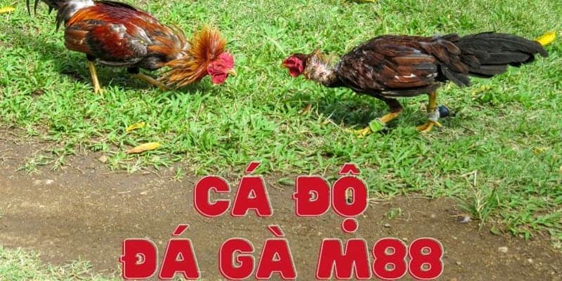 M88 - Sân chơi game đá gà online chất nhất