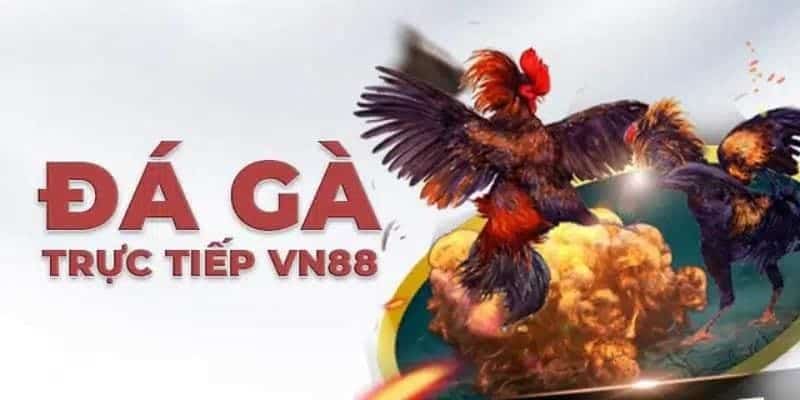 VN88 - Địa điểm trải nghiệm game đá gà online 2024